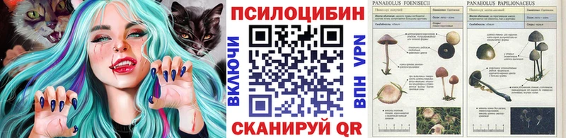 Псилоцибиновые грибы Psilocybe  сколько стоит  Ясногорск 